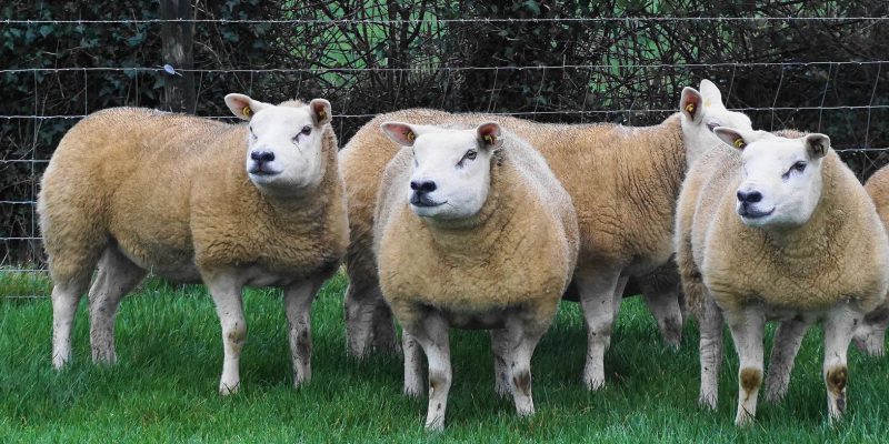 Texel Twilight sale set to see 55 pedigree in-lamb hoggets up for grabs - Vimarsana News