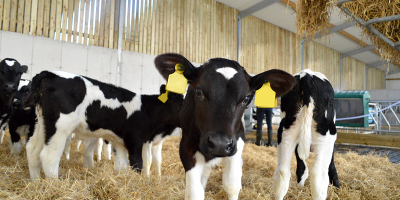 '20 minutes, morning and evening, now looks after the calves - we save 21 hours every week' - Vimarsana News