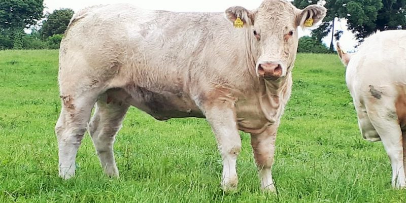 How will beef prices perform in 2021? - Vimarsana News