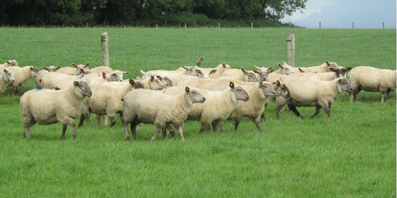 Technology to improve your sheep business - Vimarsana News