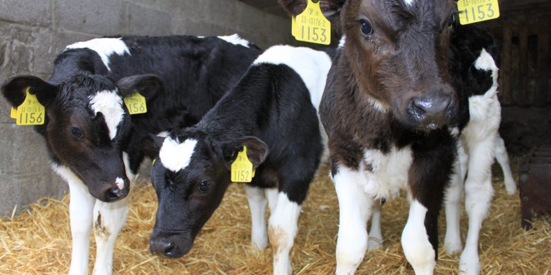 Why choosing the right milk replacer is of critical importance to your calf - Vimarsana News