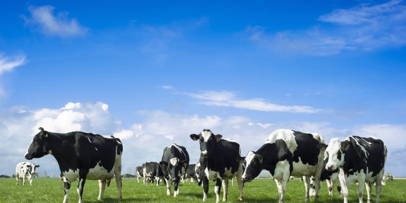 How early nitrogen application can improve grassland yield - Vimarsana News