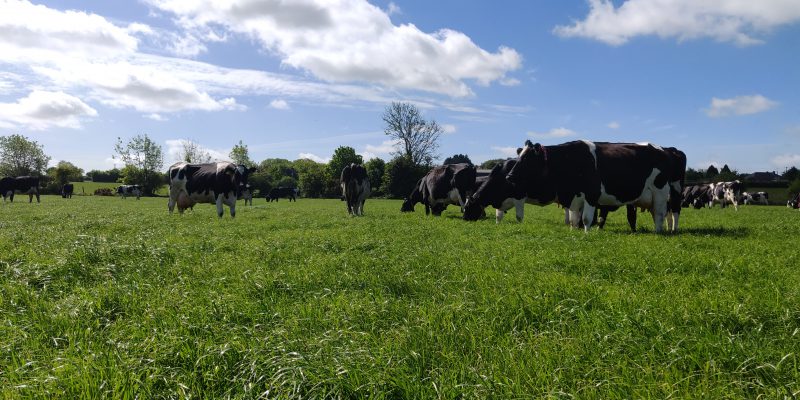 Lely to offer more support to farmers in Cork and south east - Vimarsana News