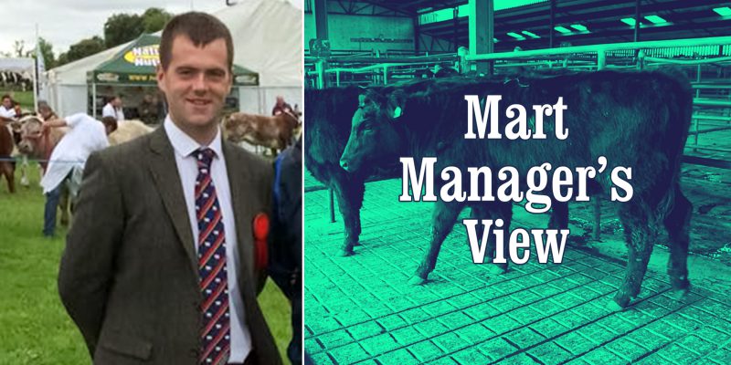 'Flying trade' for in-calf dairy cows at Mid-Tipp Mart - Vimarsana News