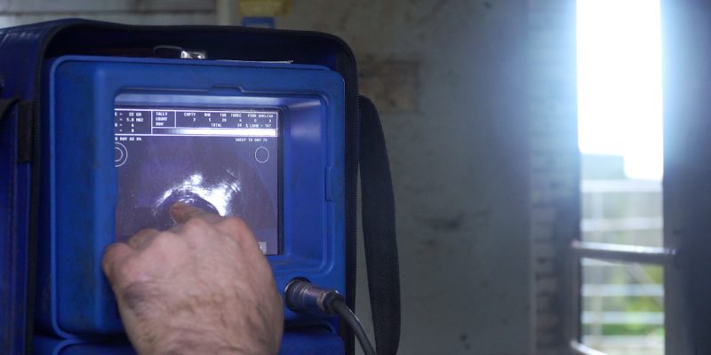 5-star ewes scanning with a higher litter size - Vimarsana News