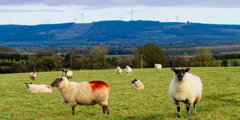 Advice for a new entrant to sheep farming - Vimarsana News