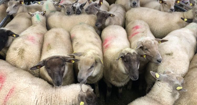 Farmers shocked at closure of 'one of the best' sheep marts in Ireland - Vimarsana News