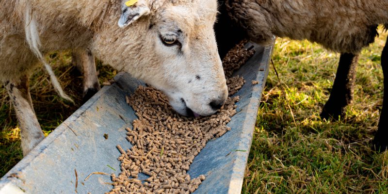 'Resilience payment' to be central to new NI farm support proposals - Vimarsana News