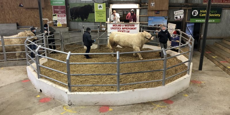 Multi-breed pedigree sale in Carrick-on-Shannon topped at €4,650 - Vimarsana News