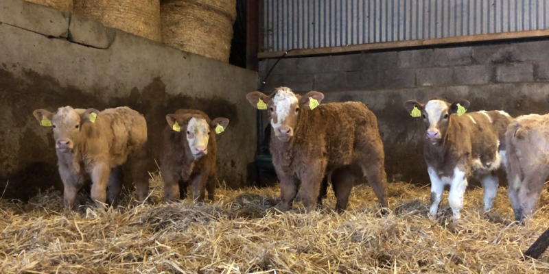 Beef Focus: 'If a cow is producing quality calves, she has enough of stars for me' - Vimarsana News