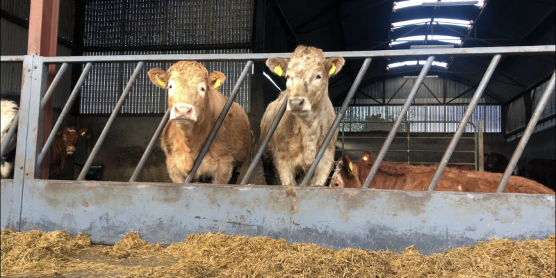 Managing weanlings and cows until turnout to grass - Vimarsana News