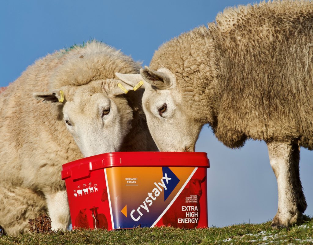 Crystalyx Extra High Energy Buckets Maintaining body condition on pre