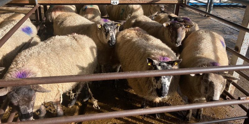 Dispersal sale of in-lamb ewes at Dowra sell up to €245/head - Vimarsana News