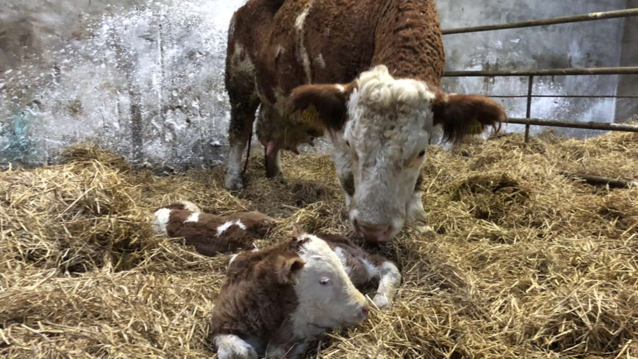 Dealing with retained placenta and infections after calving Agriland.ie