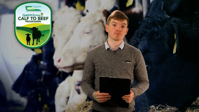 The Calf Show - Thursday - Weaning calves and getting them ready for turnout