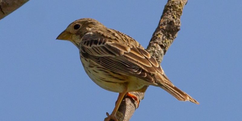 'Far from controversial': Corn Bunting reintroduction spoken about 'gently' in conservation circles - Vimarsana News