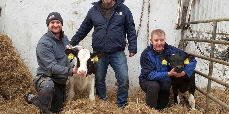 9 Northern Ireland heifers make top 20 of UK database - Vimarsana News