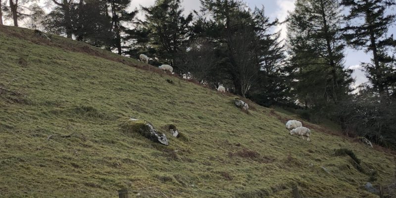 First of 2 virtual Teagasc Hill Sheep Conferences taking place this evening - Vimarsana News