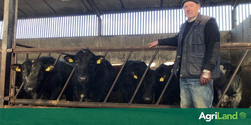 Beef Focus: Sticking with traditional suckler breeding in Co. Cavan - Vimarsana News