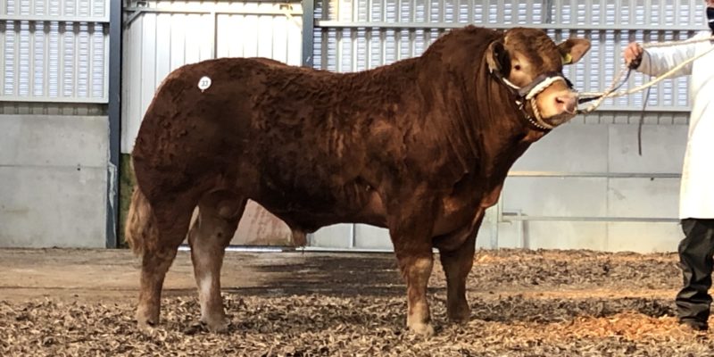 Cavan bull sells for €14,000 at Limousin premier sale - Vimarsana News