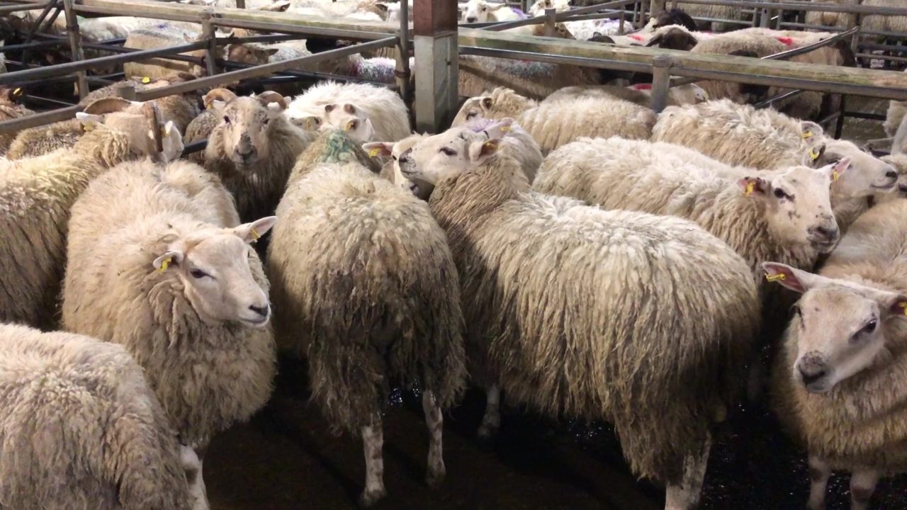 Sheep kill falls but prices remain hot - Agriland.ie