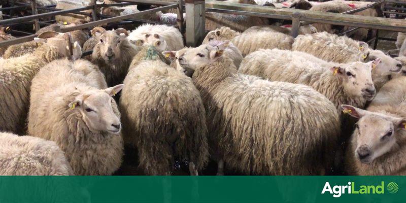 Sheep kill falls but prices remain hot - Vimarsana News