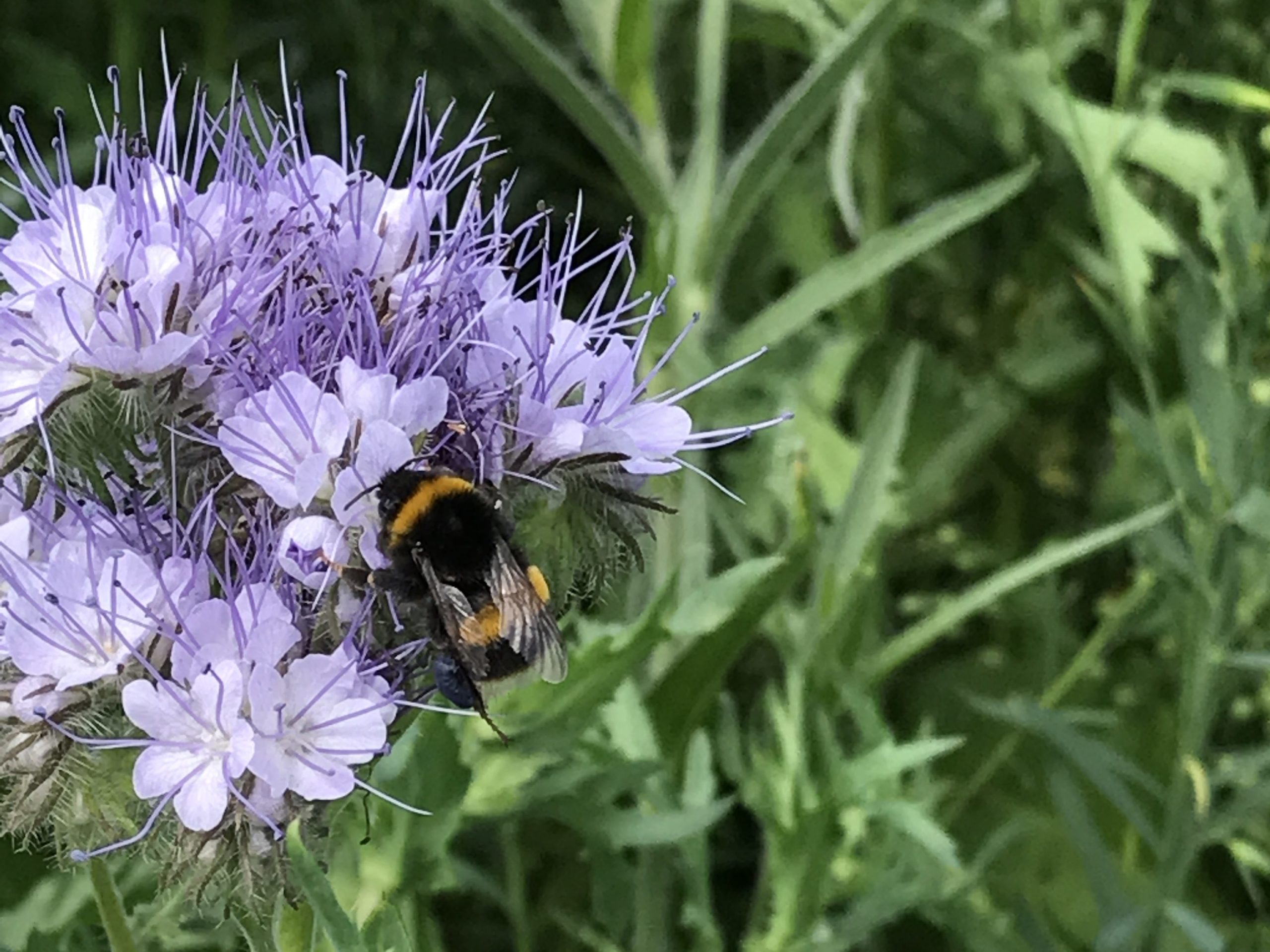 GLAS rollover aids success of premixed wild bird cover crop