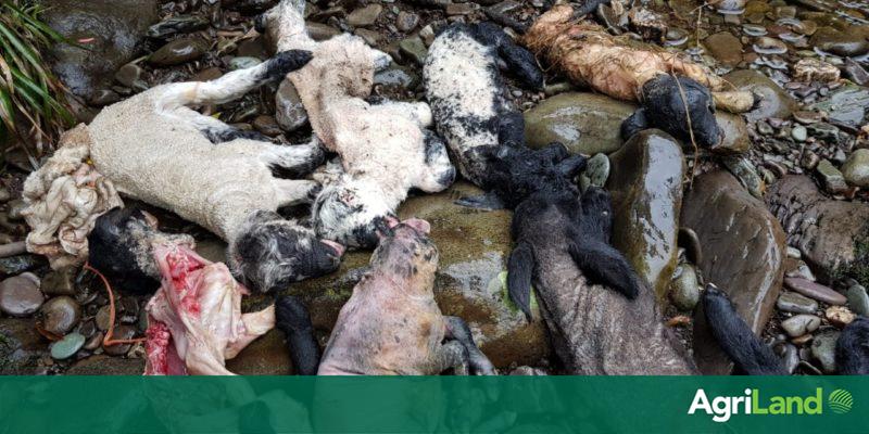 Kerry County Council appeals for information on lambs found dumped in river - Vimarsana News