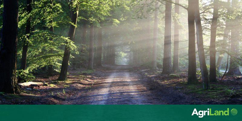World Wildlife Day 2021: This year's theme centres around the importance of forestry - Vimarsana News
