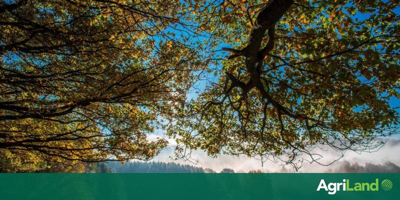UCD students hosting free webinar on agroforestry next week - Vimarsana News