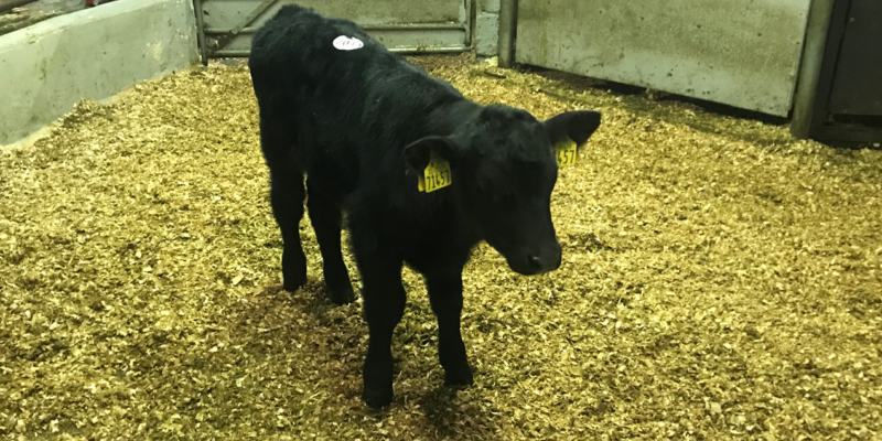 Calf trade: Calf exporters return to action - Vimarsana News