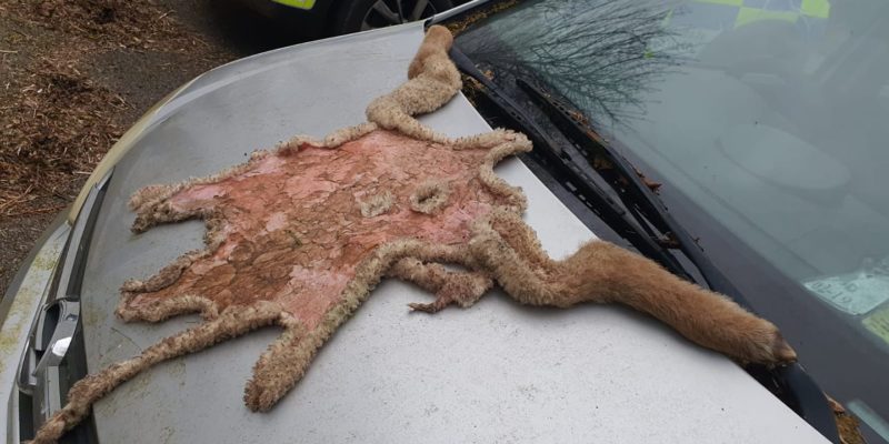 Lamb slaughtered in field prompts Garda investigations - Vimarsana News