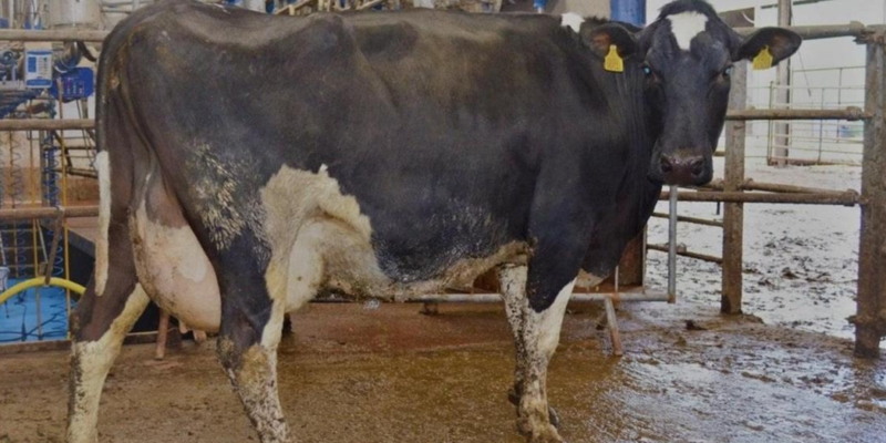 Dispersal sale of 85 dairy cows at Corrin Mart - Vimarsana News