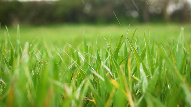 Crops Watch: New fungicide comes at perfect time