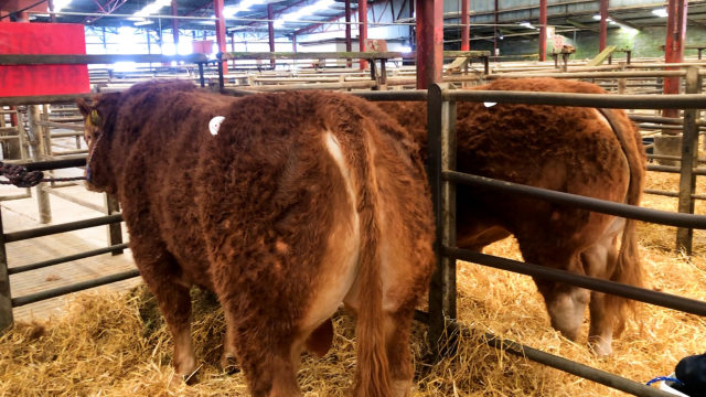 Highlights from the Irish Limousin Athenry bull sale 2021