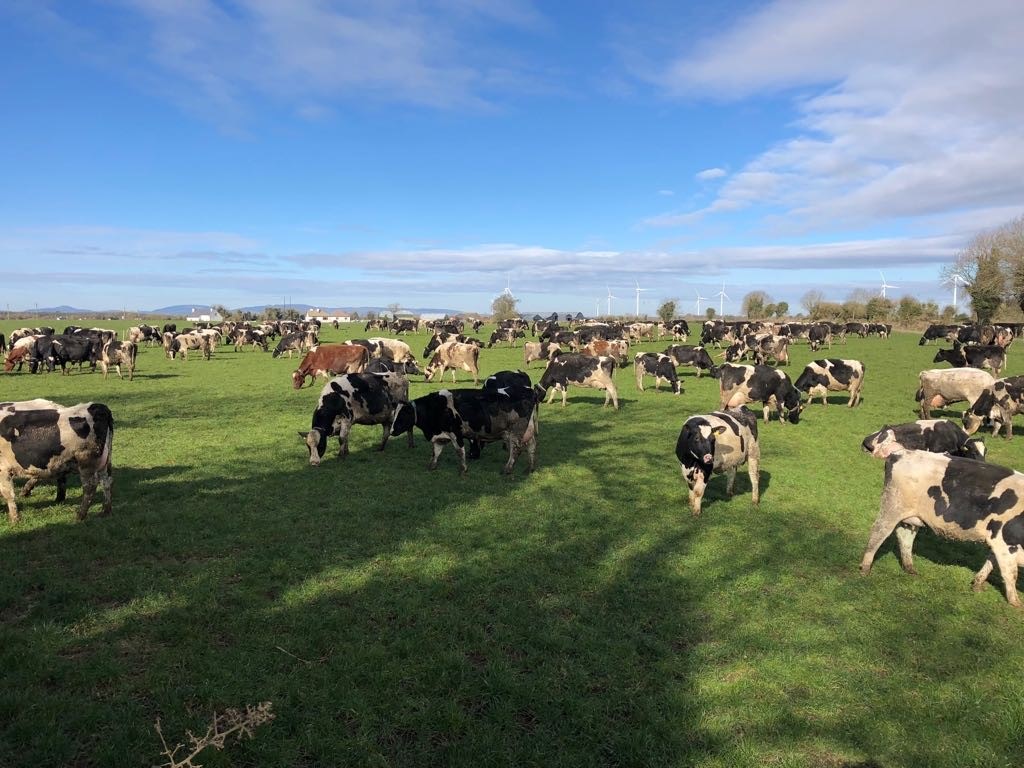 Dairy Focus: Milking 440 cows in the heart of the rebel county ...