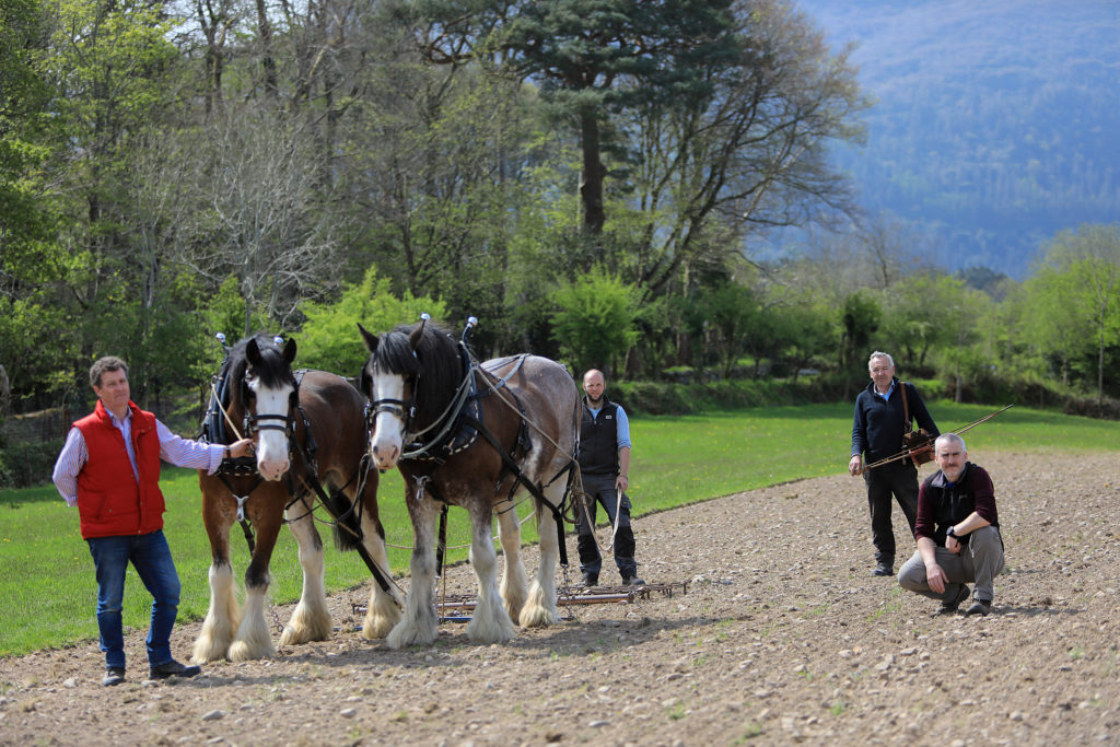 Additional plots of wild bird cover being planted in Killarney National
