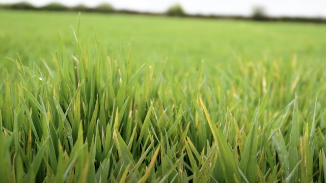 Crops Watch: Biostimulants and reducing ramularia in barley