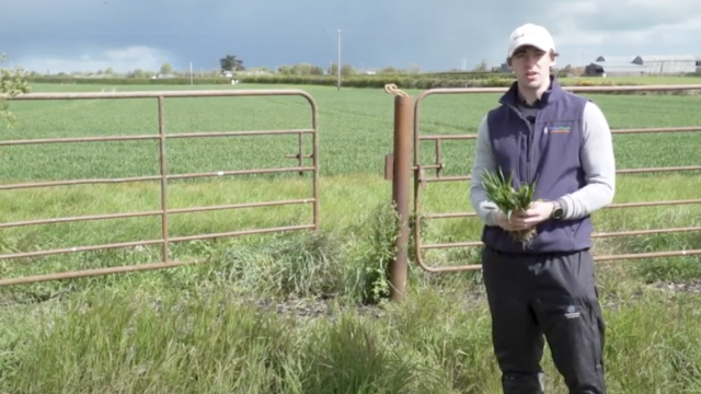 CROPS WATCH: Dr. Robert Beattie gives his Winter Wheat disease control update.