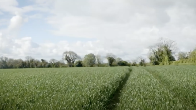Crops Watch: Dr Robert Beattie on maximising profitability of winter wheat crops.