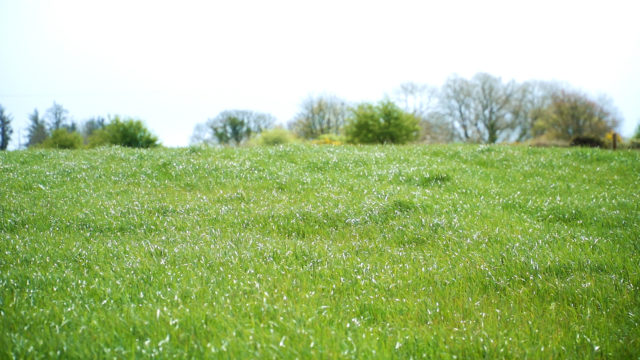 Teagasc Green Acres Calf to Beef : The importance of making quality silage on calf to beef farms