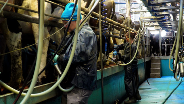 Dairy Focus: Chair of Lakeland Dairies and Louth dairy farmer
