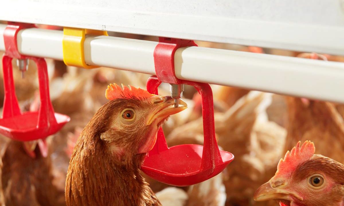 Poultry red mite product first in EU to include animal welfare improvement