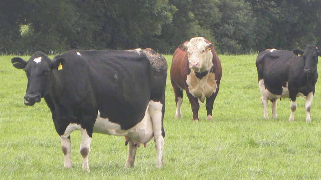 breeding season