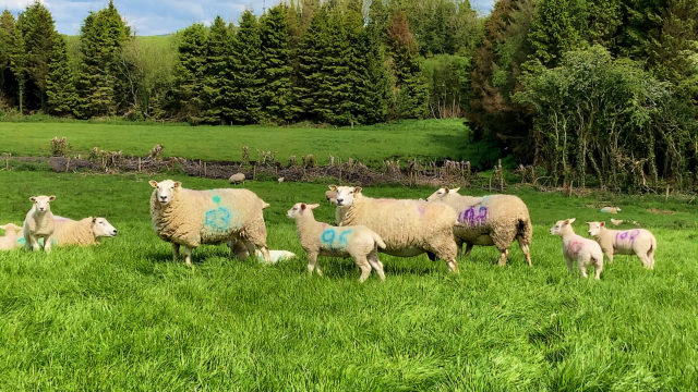 From zero to 300 purebred Lleyn ewes in the space of 7 years
