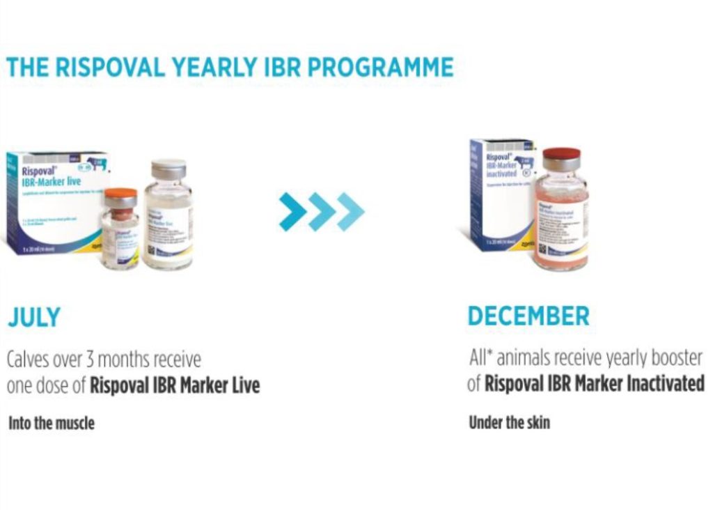 Rispoval Protect your future yields from IBR - Agriland.ie