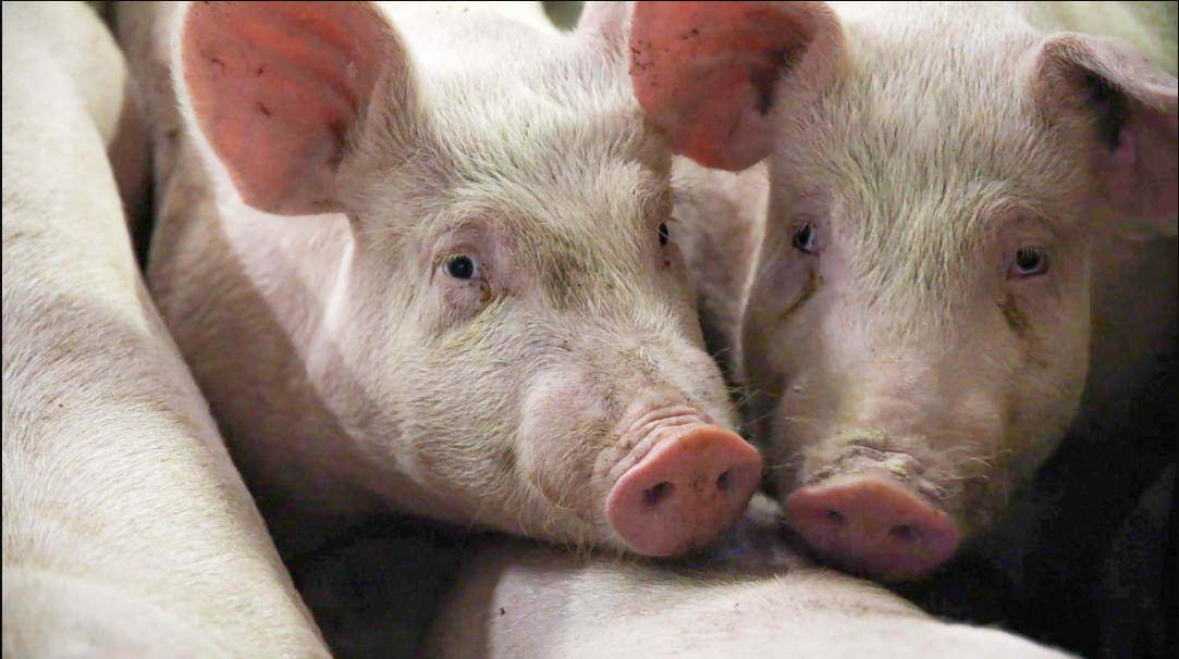 Pig farms: improved internal biosecurity measures required - Vimarsana News