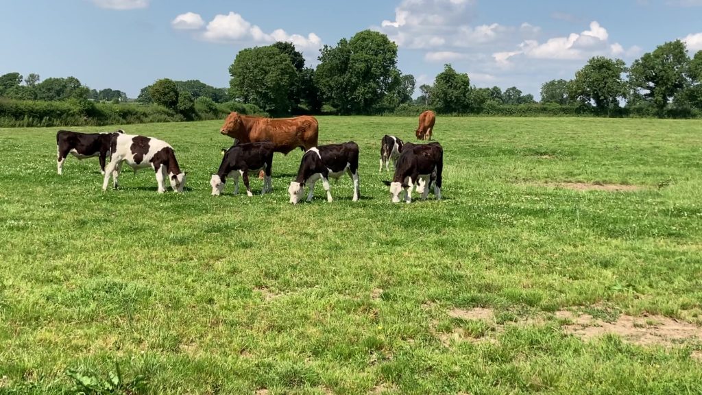 dairy-beef heifers