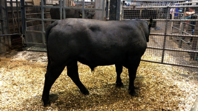Carnaross Mart July 27th 2021 - Bull Sale