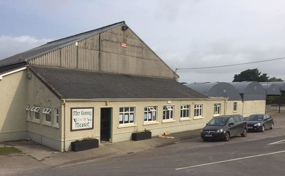 Mart report: Trade boom continues at Milltown as lambs break €5/kg